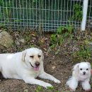 터 애견펜션 이미지