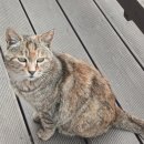 구성SM | 가성비 좋은 갤럭시 A17 128GB SM-A175N 자급제 후기