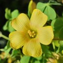 골드러쉬 이미지