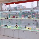 퍼스트 독 앤 캣 이미지