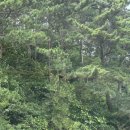 무이림3 이미지