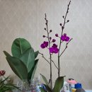 와와식당 | 엄니댁 방문기📷 정겨운 시골 일상 &amp; 횡성 메밀전 맛집 '와와식당' 후기