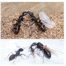 개미야 놀자 - 개미는 벌목 개미과 (잎자르는 개미) 이미지
