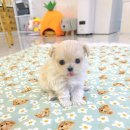 강아지분양 꽃강아지 중랑점 이미지