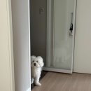 별에서 온 뿌꾸 이미지