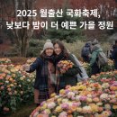 월출산분재그림경매장 | 2025 월출산 국화축제, 낮보다 밤이 더 예쁜 가을 정원 영암 가볼만한곳 ｜ 전남 가을꽃축제 ｜ 월출산...