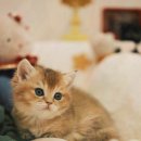 부산고양이분양 퍼스트캣 부산점 이미지