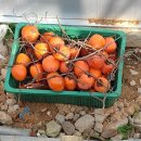 뒤뜰농장 이미지