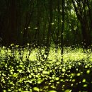 반딧불이 호텔 이미지