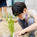 🌾벼에 비료 주기 이미지