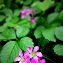 신평1동-4 이미지