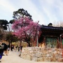 봉은사 선불당 | 서울 매화명소 만개한 봉은사 홍매화 꽃구경 실시간!(ft. 서래원 공양간)