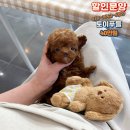 외모대비 낮은 분양비용으로 아기 강아지분양 보내요 [ 소형견분양, 중형견분양, 특수견분양, 믹스견분양 ] 이미지