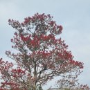 올레관광호텔 이미지