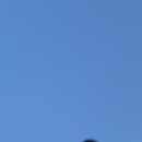 가띠보울 이미지