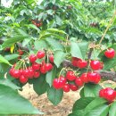 경주 체리 이미지