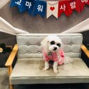 샵봄애견샵 이미지