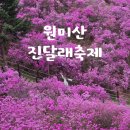 진달래 | 부천 원미산 진달래축제 후기 주차장 및 개화상태