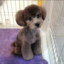 도그핏애견샵 이미지