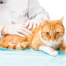 그레이스 고양이 병원 이미지