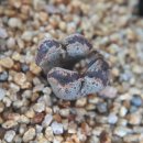 커피내음 이미지