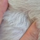 안녕, 댕댕이 | 강아지 농피증 원인 앓았던 댕댕이의 7개월 케어후기!