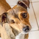 알파동물병원 이미지