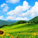 해바라기 이미지