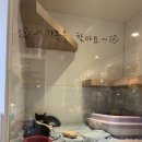 날으는 동물병원 | [날으는동물병원/마포공덕/구강종괴수술]