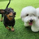 훈이애견 이미지