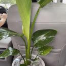 꽃나라화원 | 김해 꽃집 저렴한 내돈내산 추천