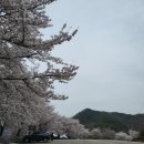 용담면 벚꽃길 이미지