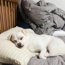 피개행개 이미지