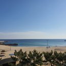 도니조아 이미지