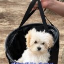 멍멍나래 장현점 이미지