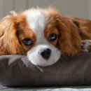 아이안 동물의료센터 이미지