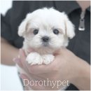 광주강아지분양 고양이분양 도로시펫 이미지