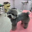 댕댕살롱앤스파 | 이천 강아지 미용실 몽글살롱의 새로운 프리미엄 스파라인 "코코슈 달팽이 스파 케어" 후기!!
