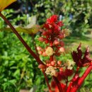 아주까리농장 이미지