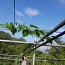 다래농장 이미지