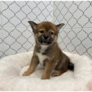 강아지와고양이 이미지