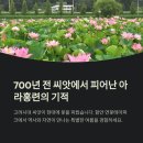 700년 잠든 씨앗이 피운 기적, 함안 연꽃테마파크에서 만나는 여름의 첫 감동