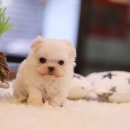 멋진강아지 이미지