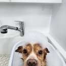 멍발머리 이미지