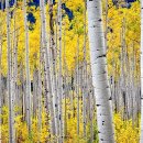 자작나무 이미지