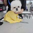 에이스커뮤니티 | 애견미용으로 에이스 동탄애견미용학원을 추천하는 이유