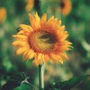 그래그래 이미지