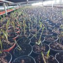 대농농장 이미지