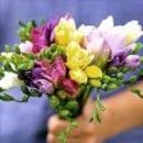 후리지아 이미지