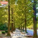 원당동물병원 | 경남 단풍 명소 추천 경상남도수목원 단풍 절정 시기 산책코스 안내